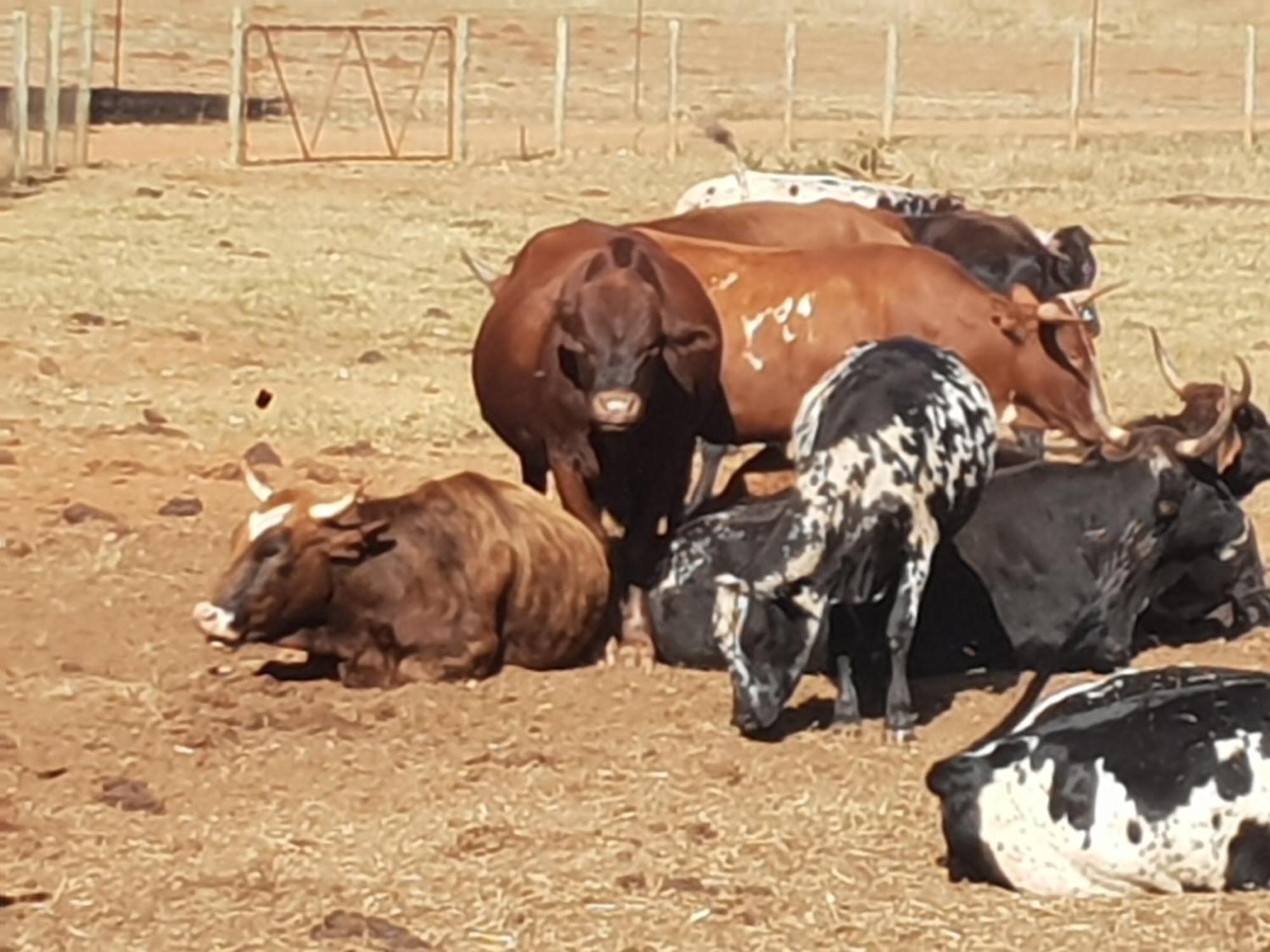 Cradlelicious Farm Mpshe * Krugersdorp